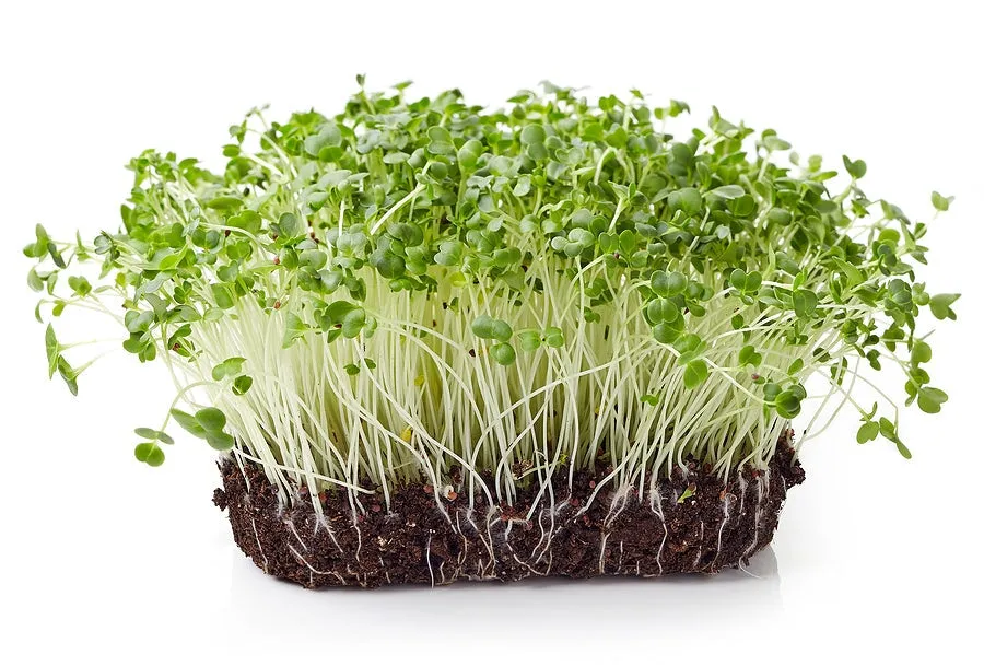 Broccoli Sprouts - 60 capsules - with Organic Broccoli Sprout Powder