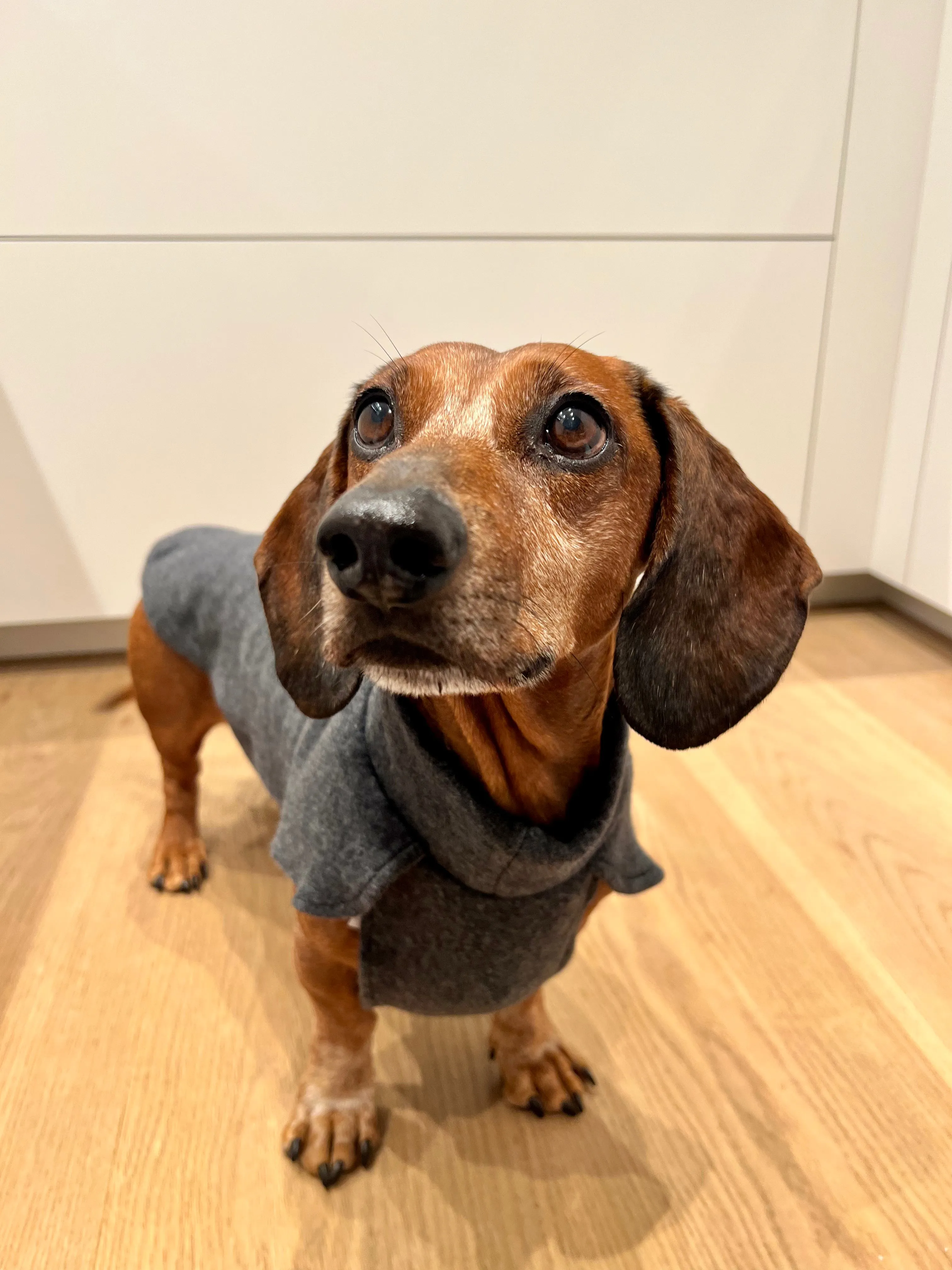 Dachshund Cotton Fleece jumper John